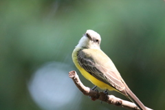 Tyrannus melancholicus