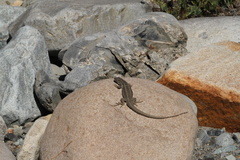 Liolaemus moradoensis