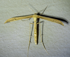 Hellinsia kellicottii