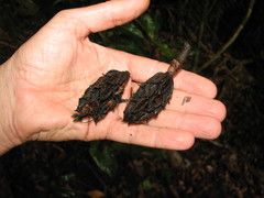 Magnolia yoroconte