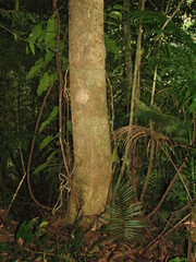Magnolia yoroconte
