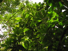 Magnolia yoroconte