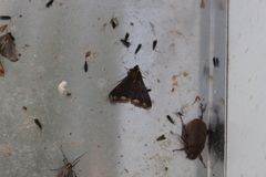 Rejectaria cocytalis