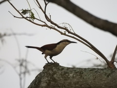 Campylorhynchus chiapensis
