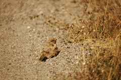 Lesser Nighthawk photo 6