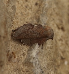 Phyllodesma americana