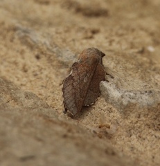 Phyllodesma americana