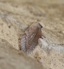 Phyllodesma americana