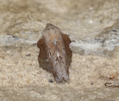 Phyllodesma americana