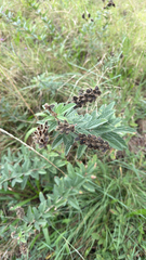 Eriosema psoraleoides, photograph (c) alanbedfordshaw, some rights reserved (CC BY-SA)