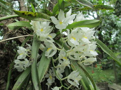 Rodriguezia bracteata