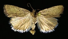 Ponometia tortricina