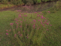 Vernonanthura nudiflora