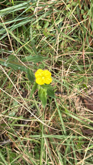 Oenothera indecora