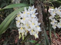 Rodriguezia bracteata