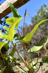 Anthurium cerrobaulense