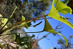 Anthurium cerrobaulense