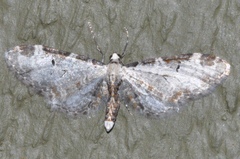 Eupithecia ravocostaliata