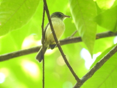 Oncostoma cinereigulare