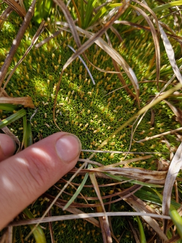 Scleranthus uniflorus, photograph 2