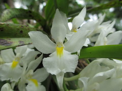 Rodriguezia bracteata