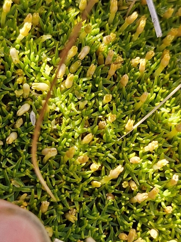 Scleranthus uniflorus, photograph 3