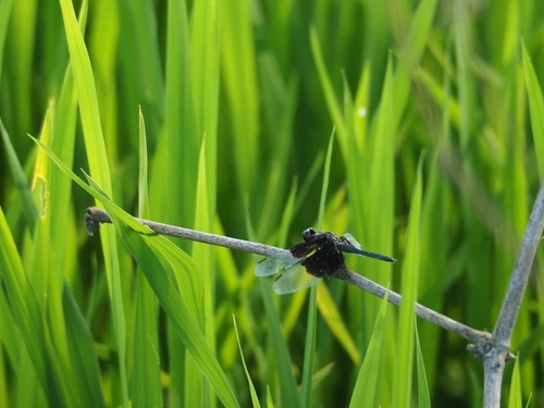 Pied Paddy Skimmer