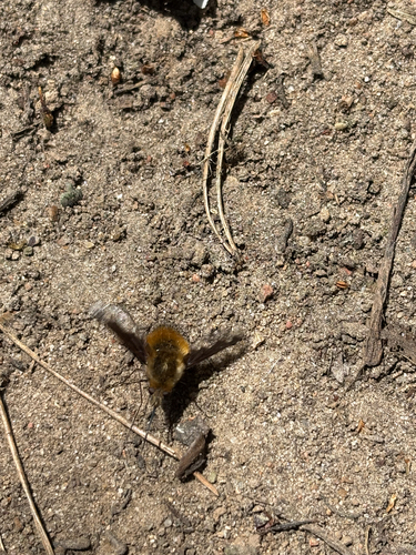 Didžioji Zvimbeklė