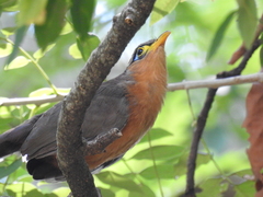 Morococcyx erythropygus