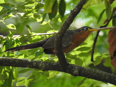 Morococcyx erythropygus