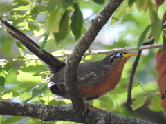 Morococcyx erythropygus