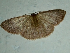 Cosymbiini