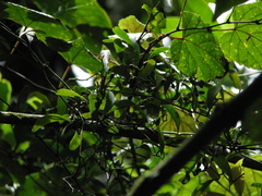 Struthanthus cassythoides