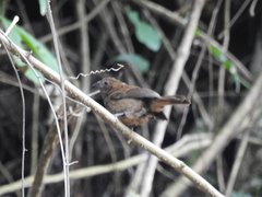 Cyanoloxia cyanoides