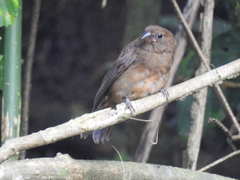 Cyanoloxia cyanoides