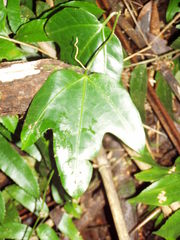 Psiguria triphylla