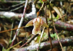Scaphyglottis