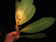 Columnea purpurata