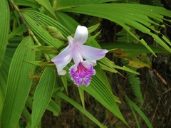 Sobralia rosea