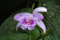 Sobralia rosea