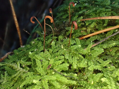 Racopilum strumiferum observed 2026-04-25