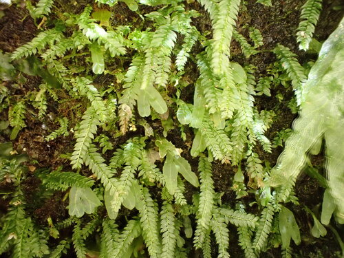 Rhizogonium novae-hollandiae observed 2026-04-25