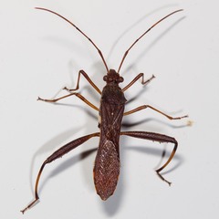 Riptortus annulicornis