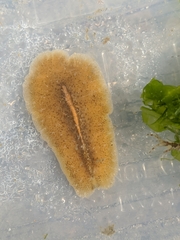 Pseudoceros canadensis