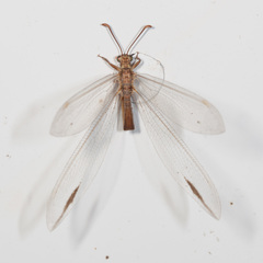 Distoleon bistrigatus