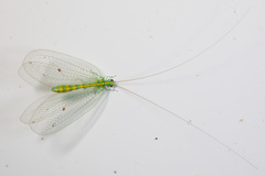 Apochrysa montrouzieri