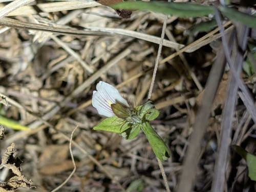 Blepharis maderaspatensis, photograph 4