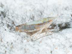 Scaphytopius elegans