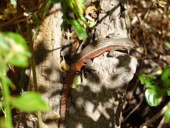 Liolaemus fuscus