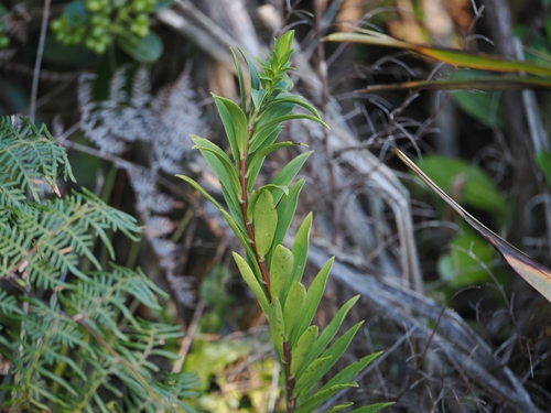 Pimelea longifolia